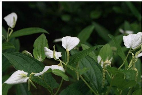 半夏花图片,夏之精灵，幽香四溢的神秘之花
